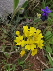 Alyssum diffusum garganicum