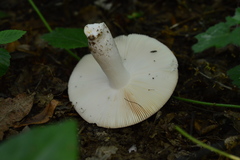 Russula parazurea