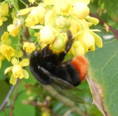 Bombus lapidarius