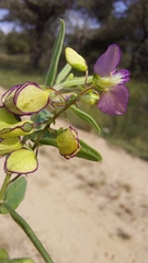 Polygala sphenoptera