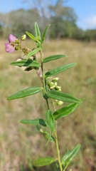 Polygala sphenoptera