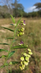 Polygala sphenoptera