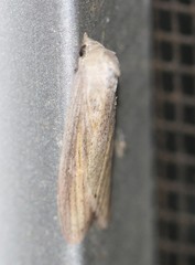 Prionopterina grammatistis