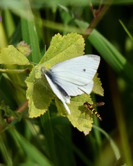 Pieris rapae