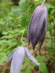 Clematis alpina