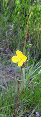 Ludwigia virgata