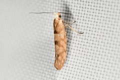 Argyresthia alternatella