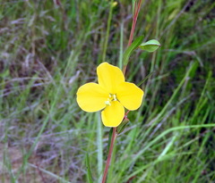 Ludwigia virgata