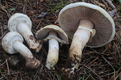 Agaricus didymus