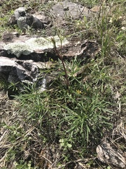 Delphinium treleasei