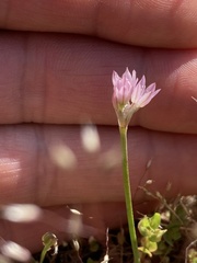 Allium hickmanii