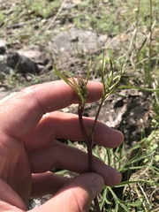 Delphinium treleasei
