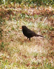 Turdus merula
