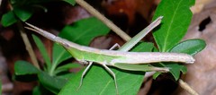 Achurum carinatum