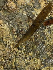 Lessoniaceae