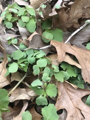 Magnoliopsida
