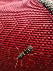 Neoclytus acuminatus acuminatus
