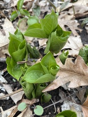 Trillium grandiflorum
