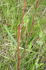 Ludwigia virgata