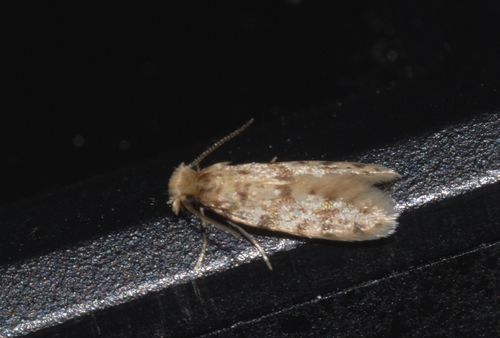 Eumasia parietariella