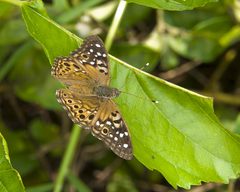 Asterocampa celtis celtis