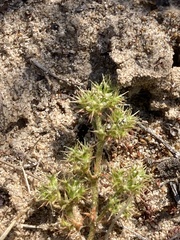 Chorizanthe minutiflora