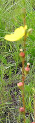 Ludwigia virgata