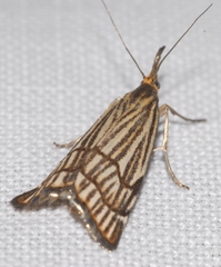 Chrysocramboides craterella