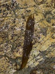 Lessoniaceae