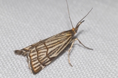 Chrysocramboides craterella