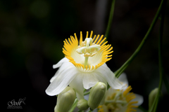 Passiflora arborea