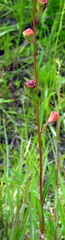 Ludwigia virgata