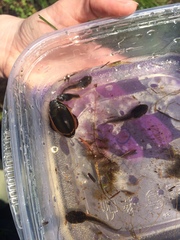 Dytiscus verticalis