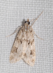 Eudonia delunella