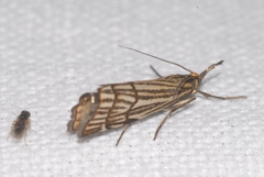 Chrysocramboides craterella