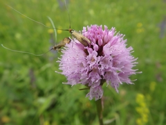 Traunsteinera globosa