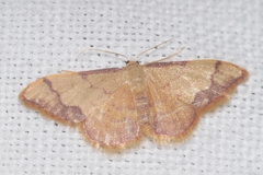 Idaea ostrinaria