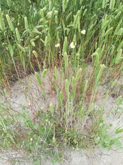 Phleum arenarium
