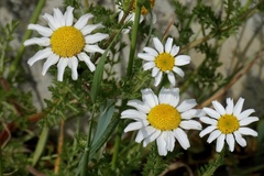 Asteraceae