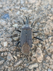 Dicranocephalus marginicollis