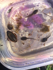 Dytiscus verticalis