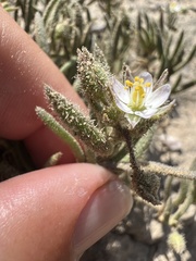 Spergularia macrotheca leucantha