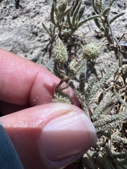 Spergularia macrotheca leucantha