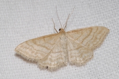 Idaea macilentaria