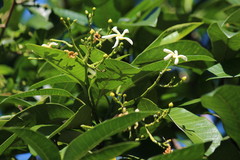 Tabernaemontana elegans