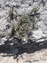 Spergularia macrotheca leucantha