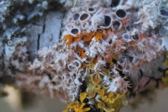 Laetisaria lichenicola