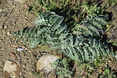 Cynara tournefortii