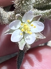 Spergularia macrotheca leucantha