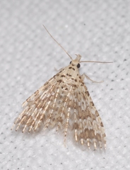 Alucita cancellata